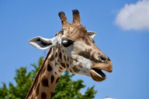 giraffe, animal, africa