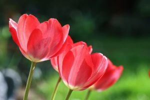 a group of red flowers in a field